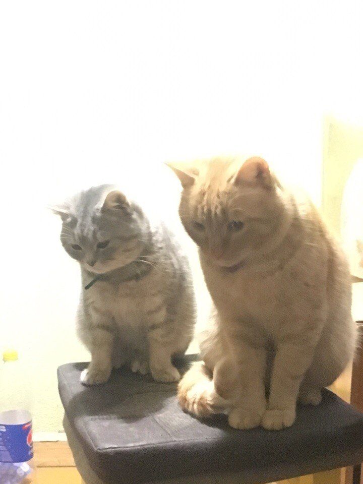 🖼