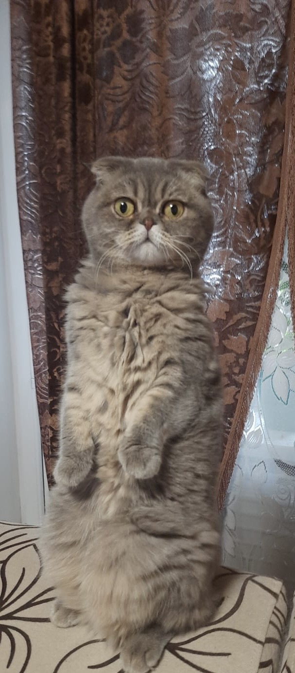 🖼