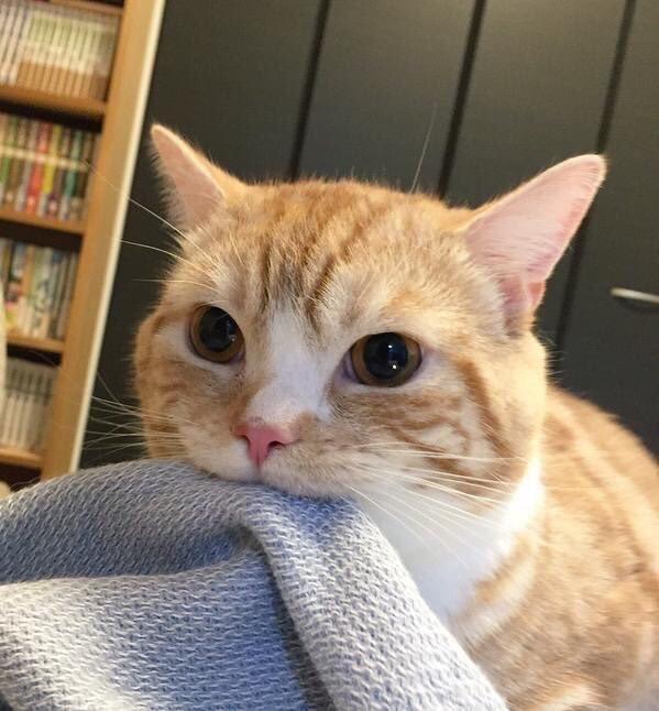 🖼