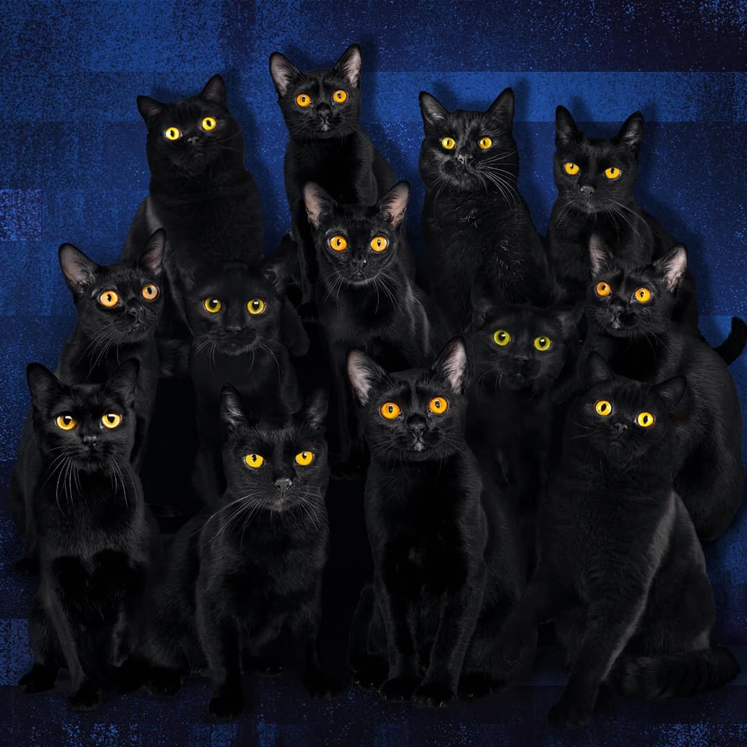 Черные кошки много
