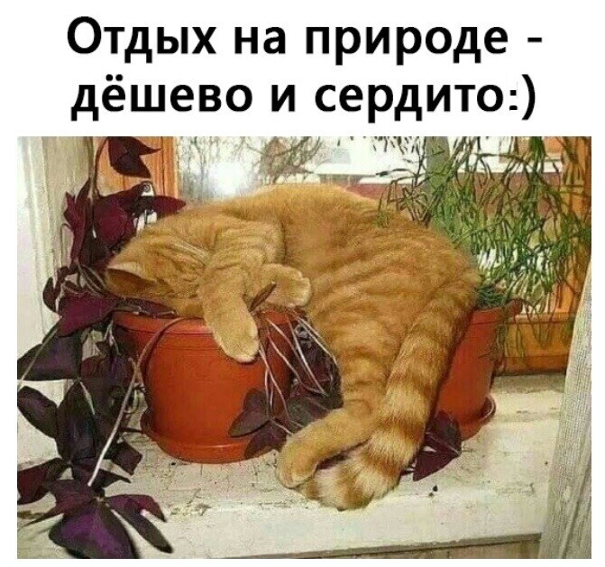 🖼