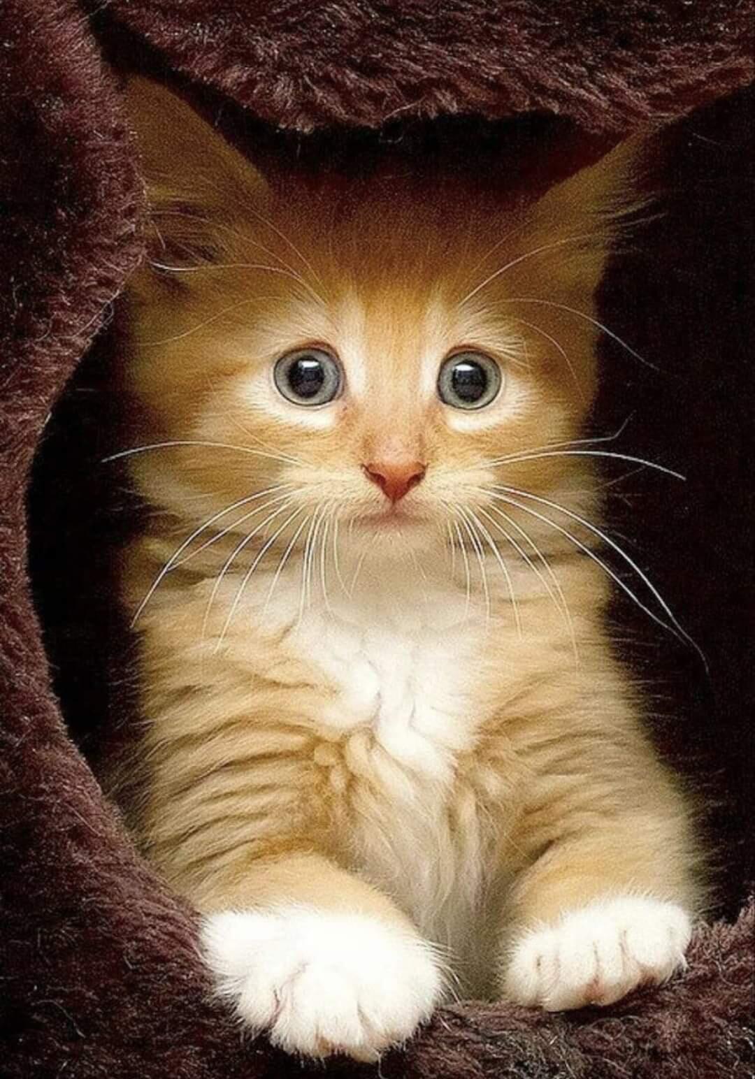 🖼