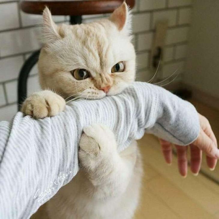 🖼