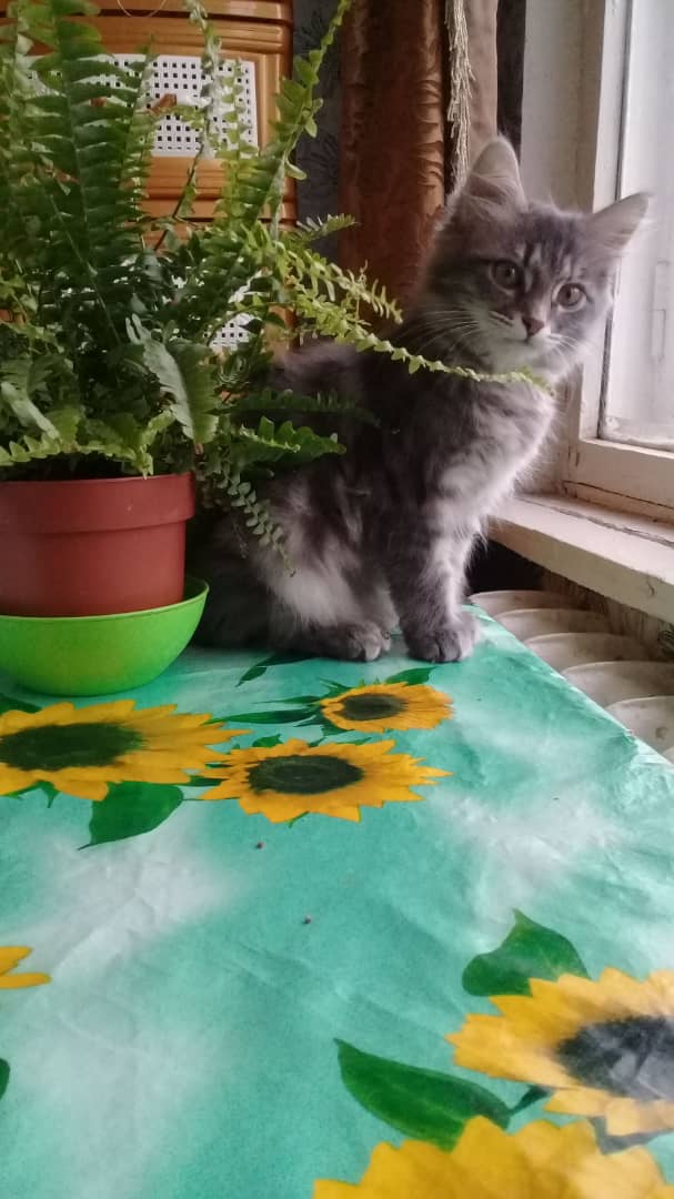 🖼
