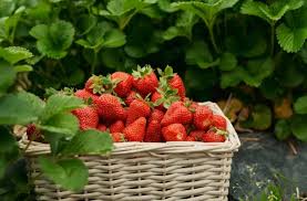 🖼