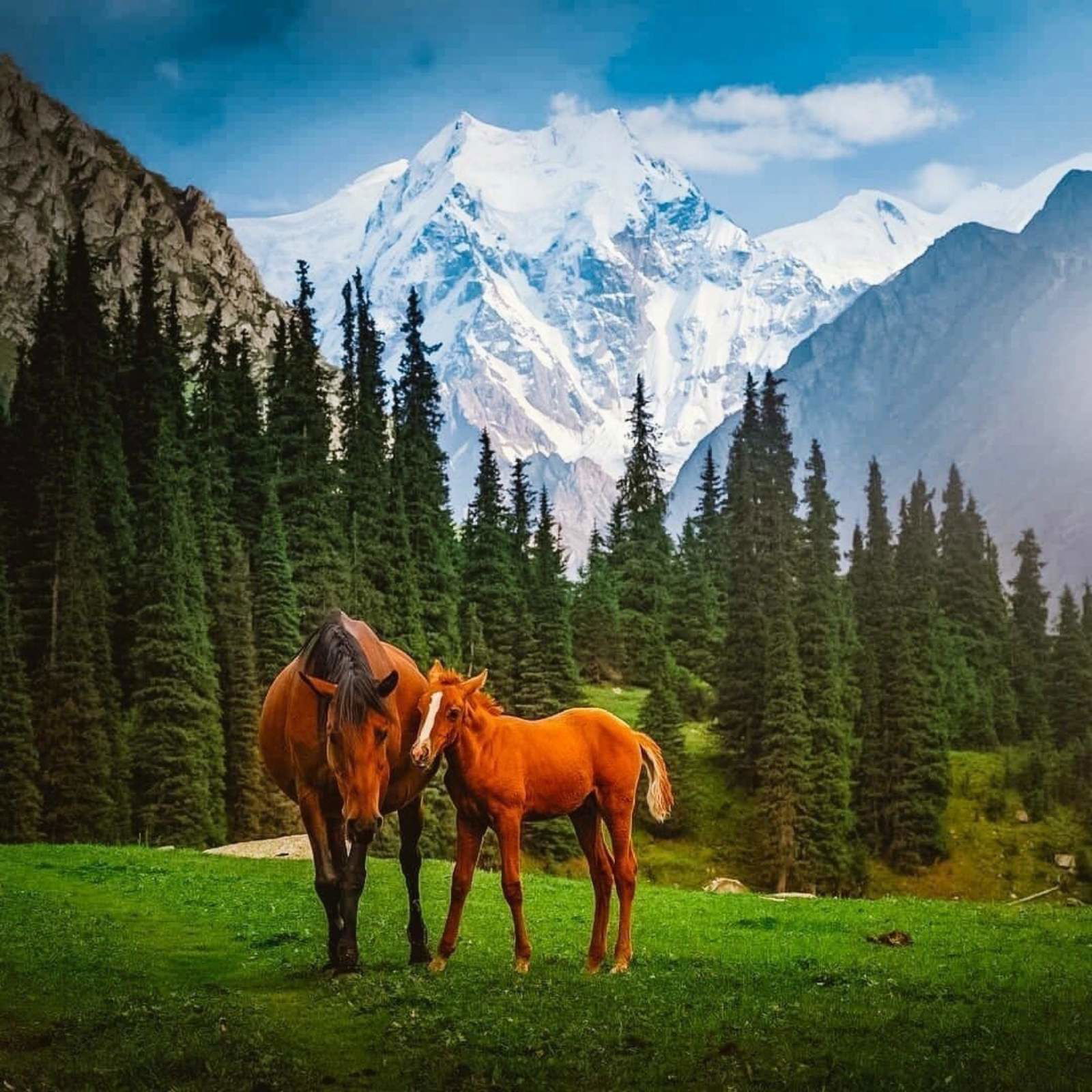 nature therapy with horse