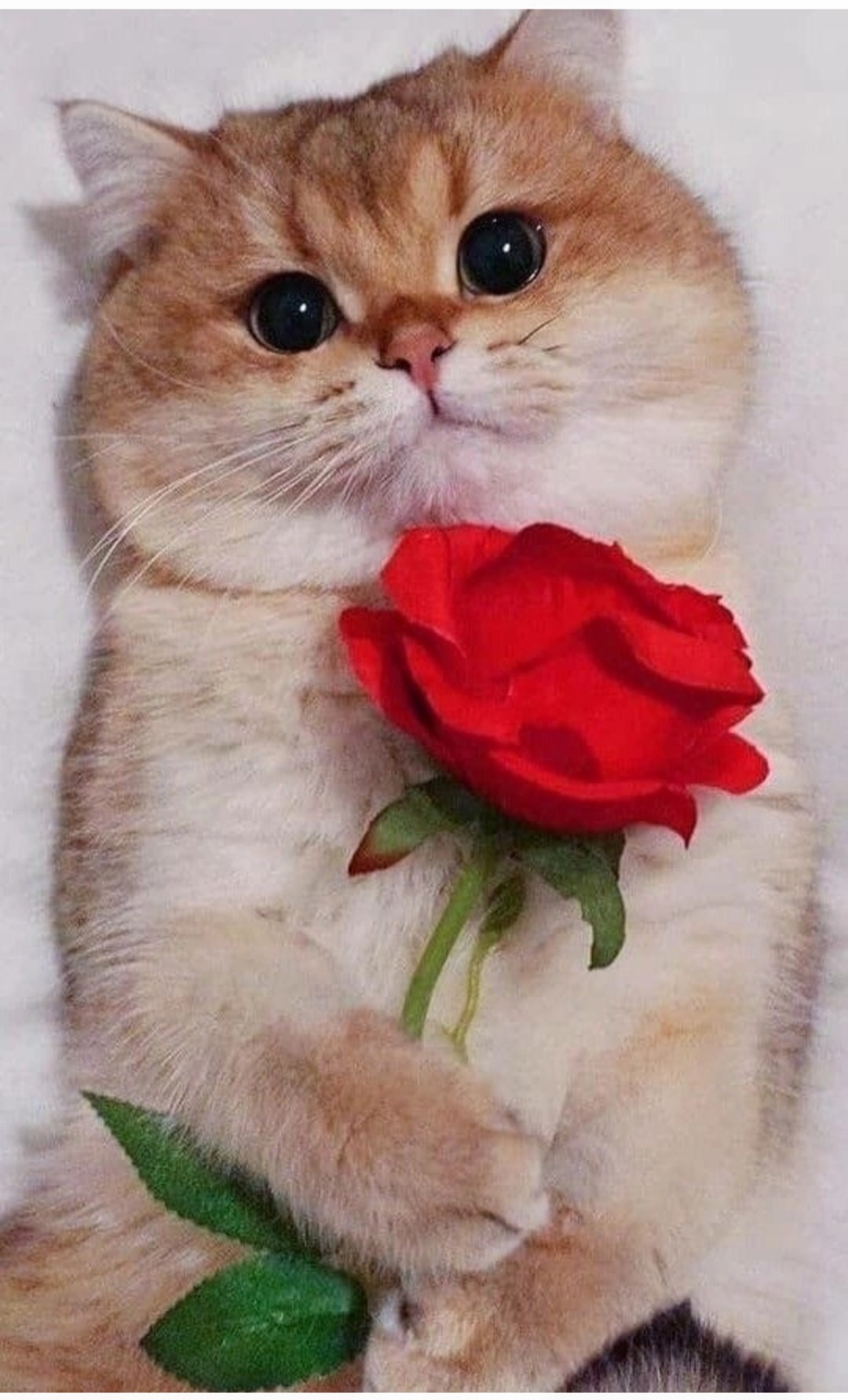 🖼