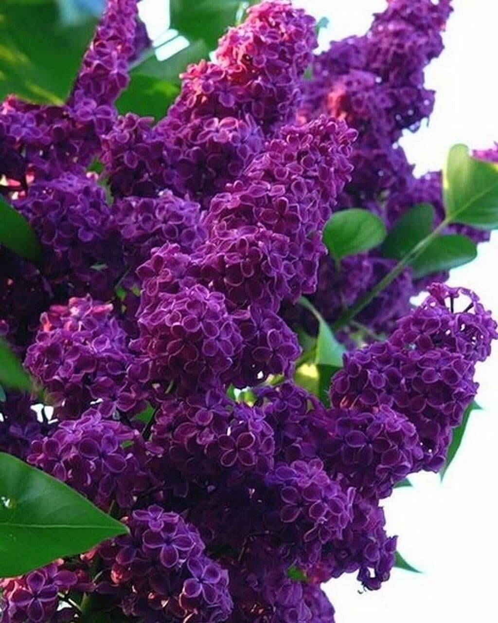 🖼