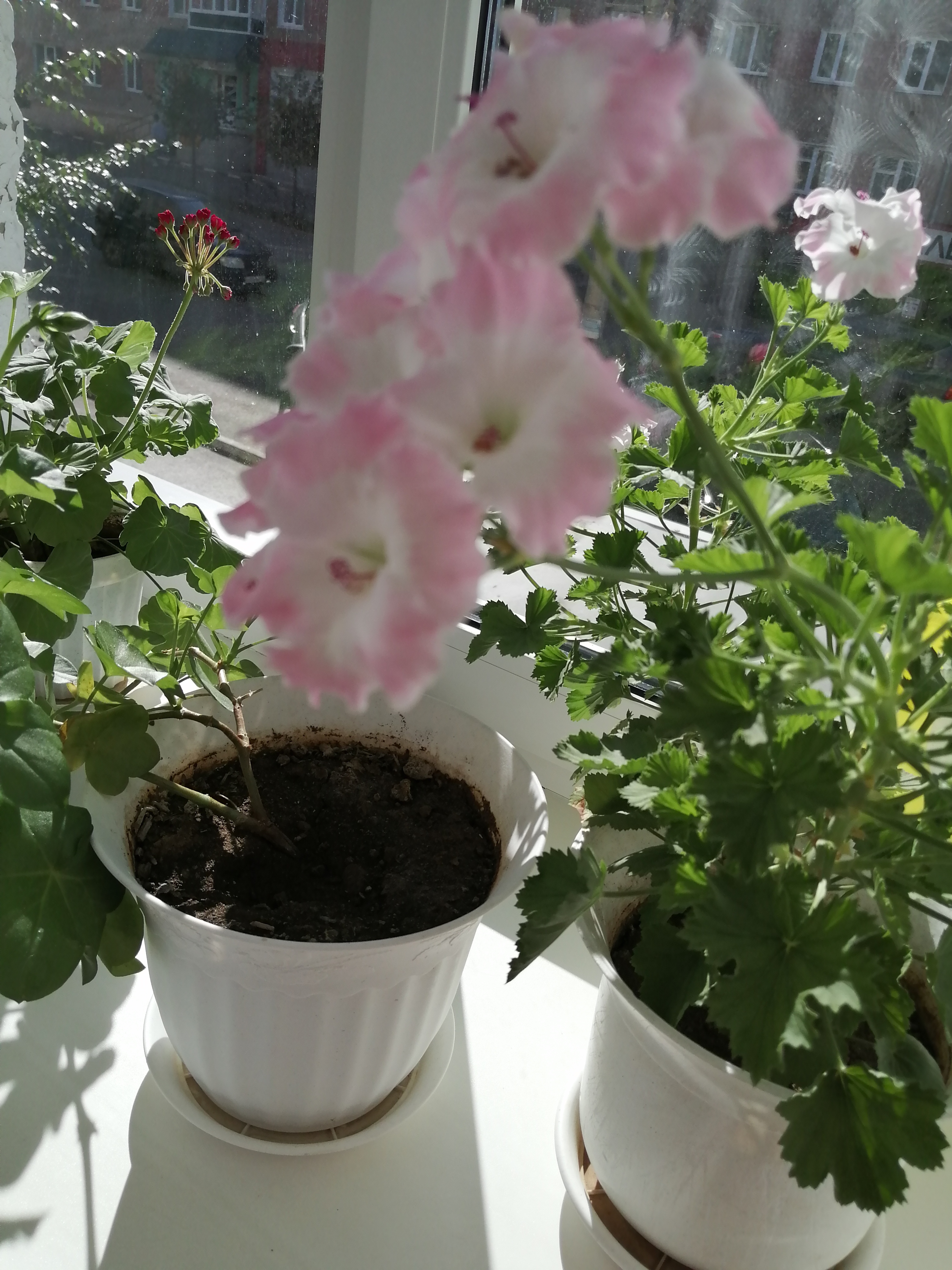🖼