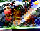 🖼