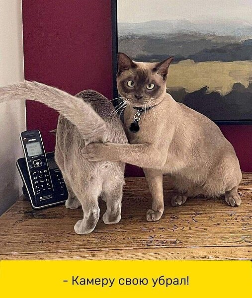 🖼