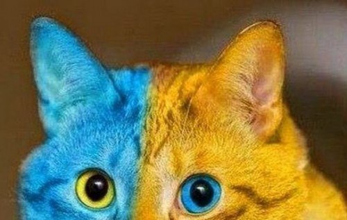 🖼