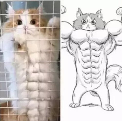🖼