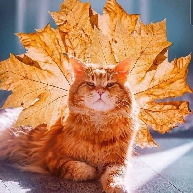 🖼