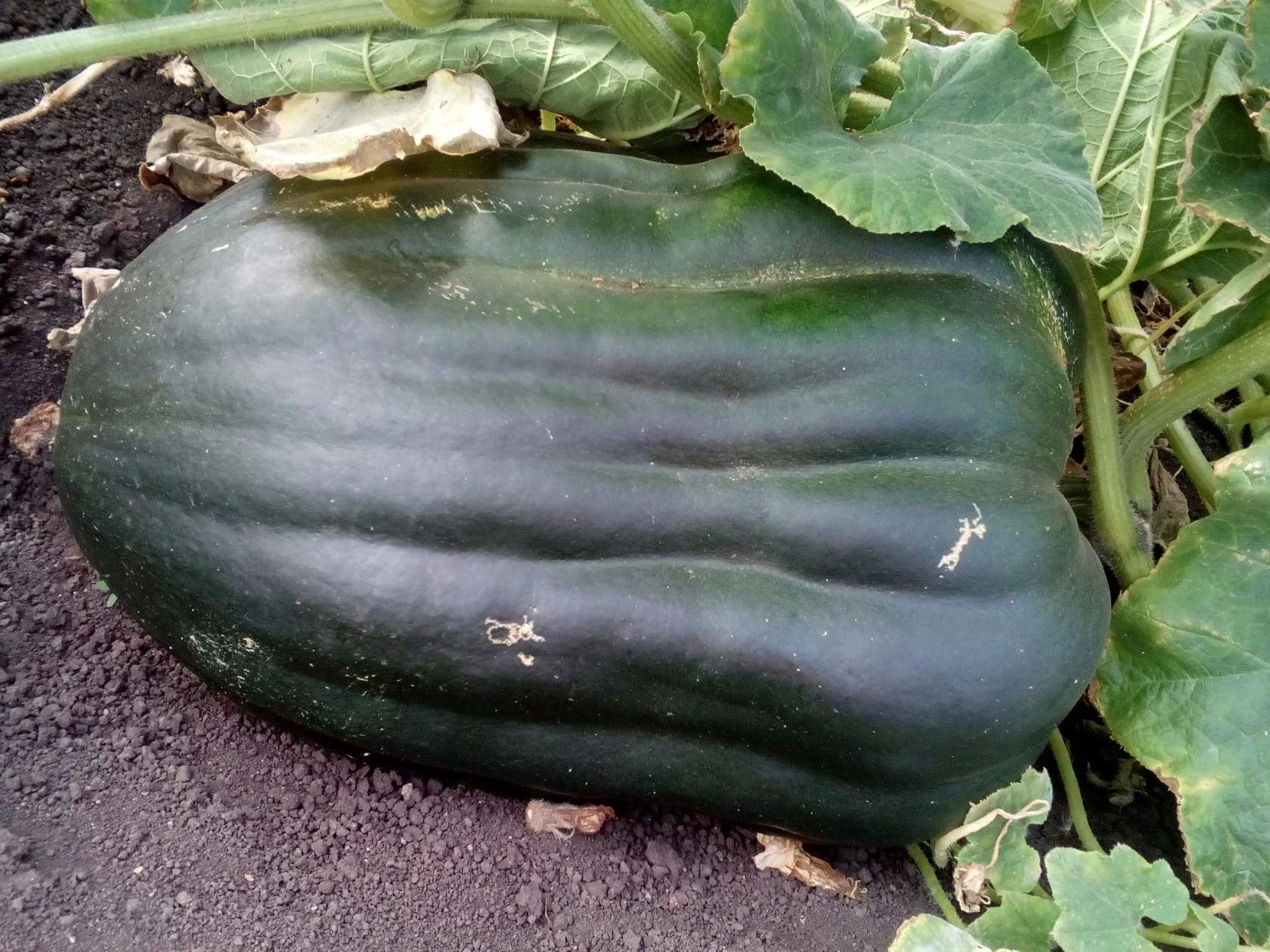 🖼