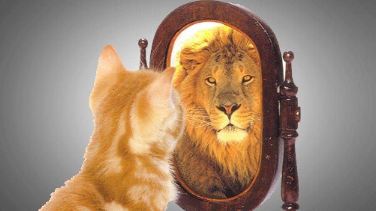 Котенок в зеркале Лев