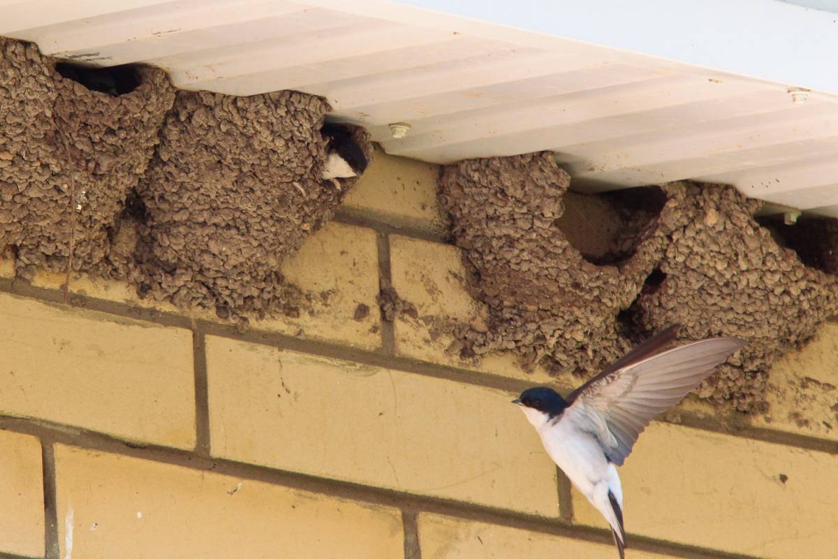 🖼