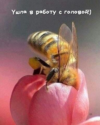 🖼
