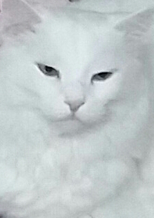 🖼
