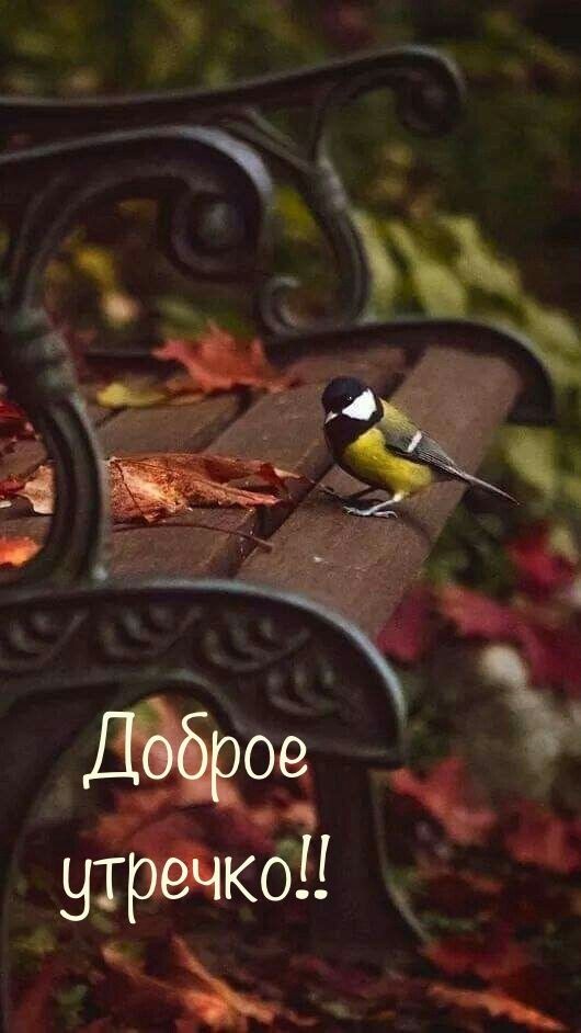 🖼