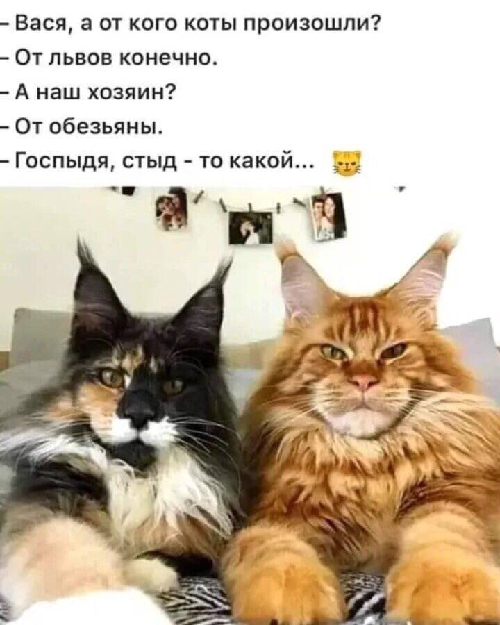 🖼
