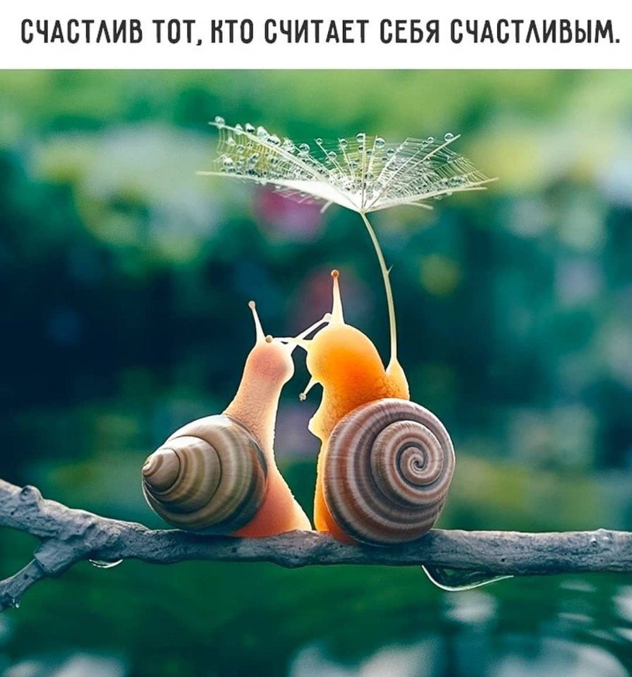 🖼