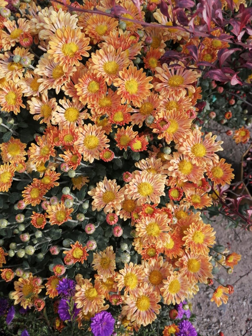 🖼