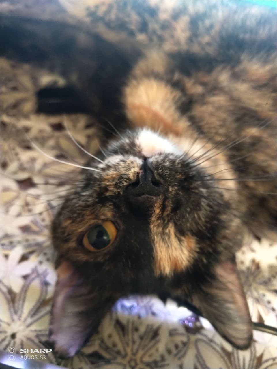 🖼