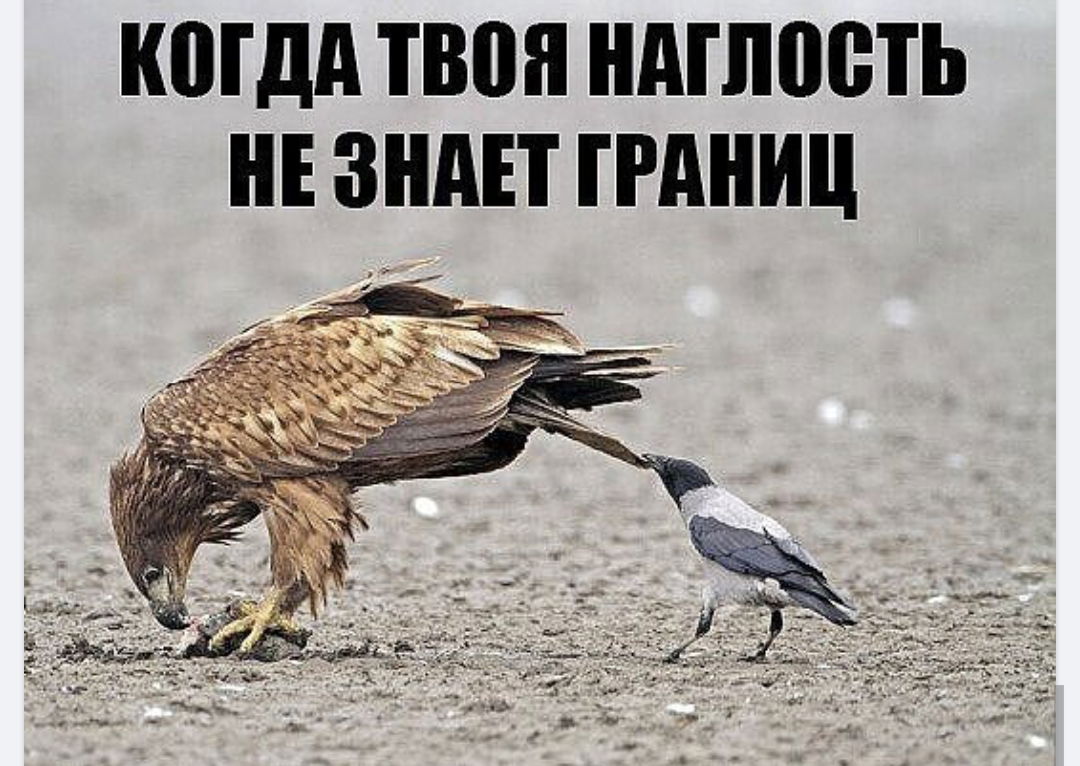 Ваша не знает границ