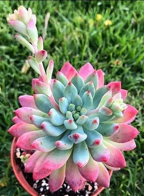 🖼