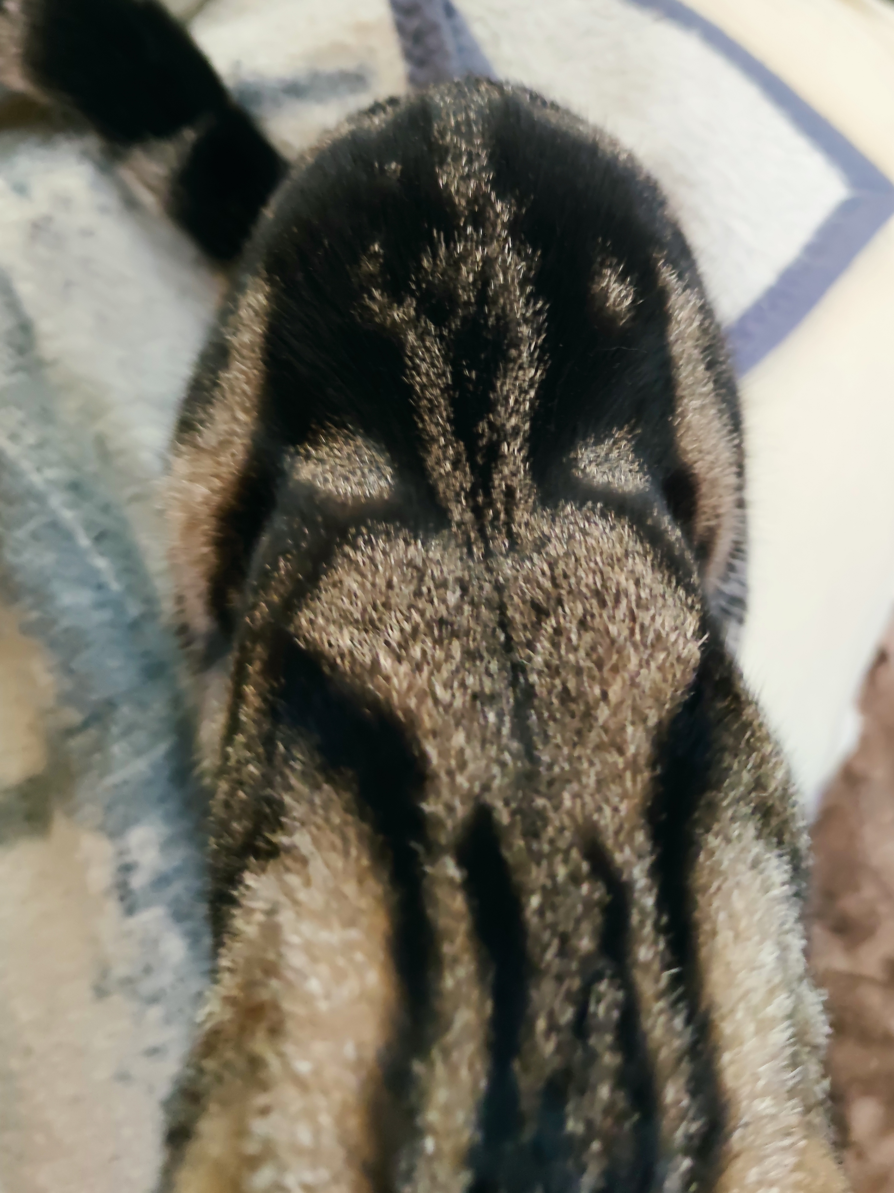 🖼