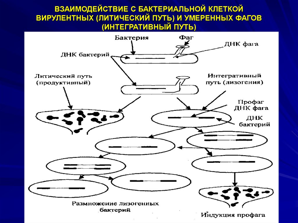 Пути взаимодействия. Схема взаимодействия бактериофага с бактериальной клеткой. Тип взаимодействия бактериофага с бактериальной клеткой схема. Взаимодействие фага с бактериальной клеткой. Схема взаимодействия вирулентного фага с бактериальной.