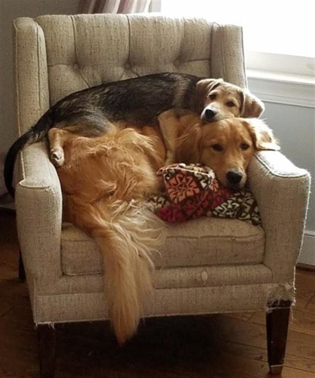🖼