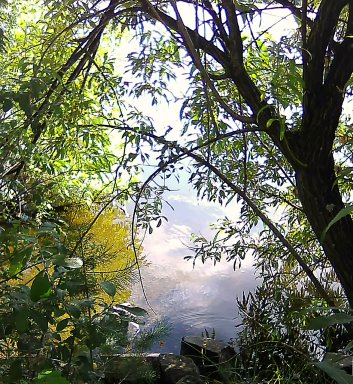 🖼