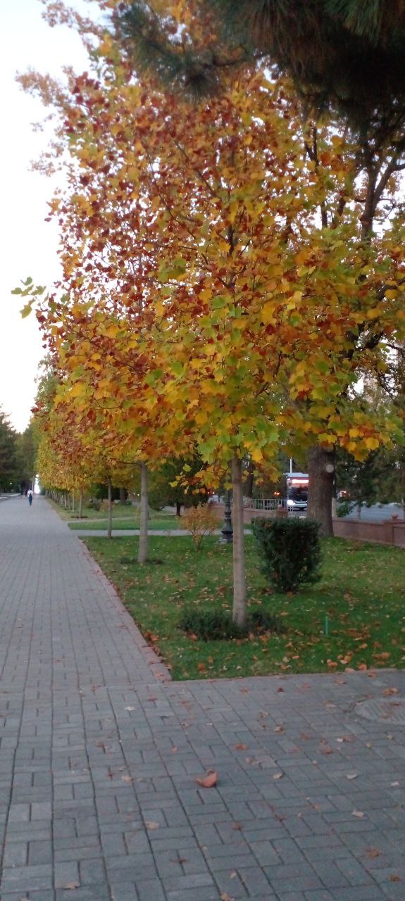 🖼