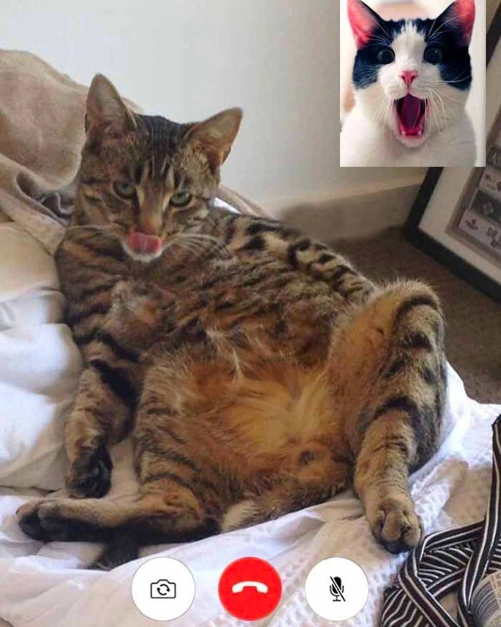 🖼