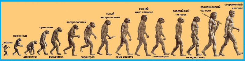 Название стадий человека. Эволюция теория Дарвина последовательность. Стадии развития человека от обезьяны до человека. Теория Дарвина о эволюции человека. Эволюция обезьяны в человека.
