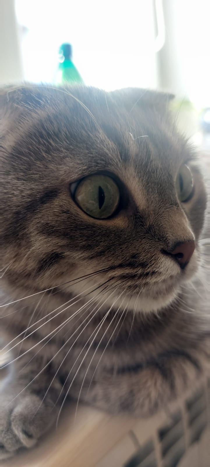 🖼