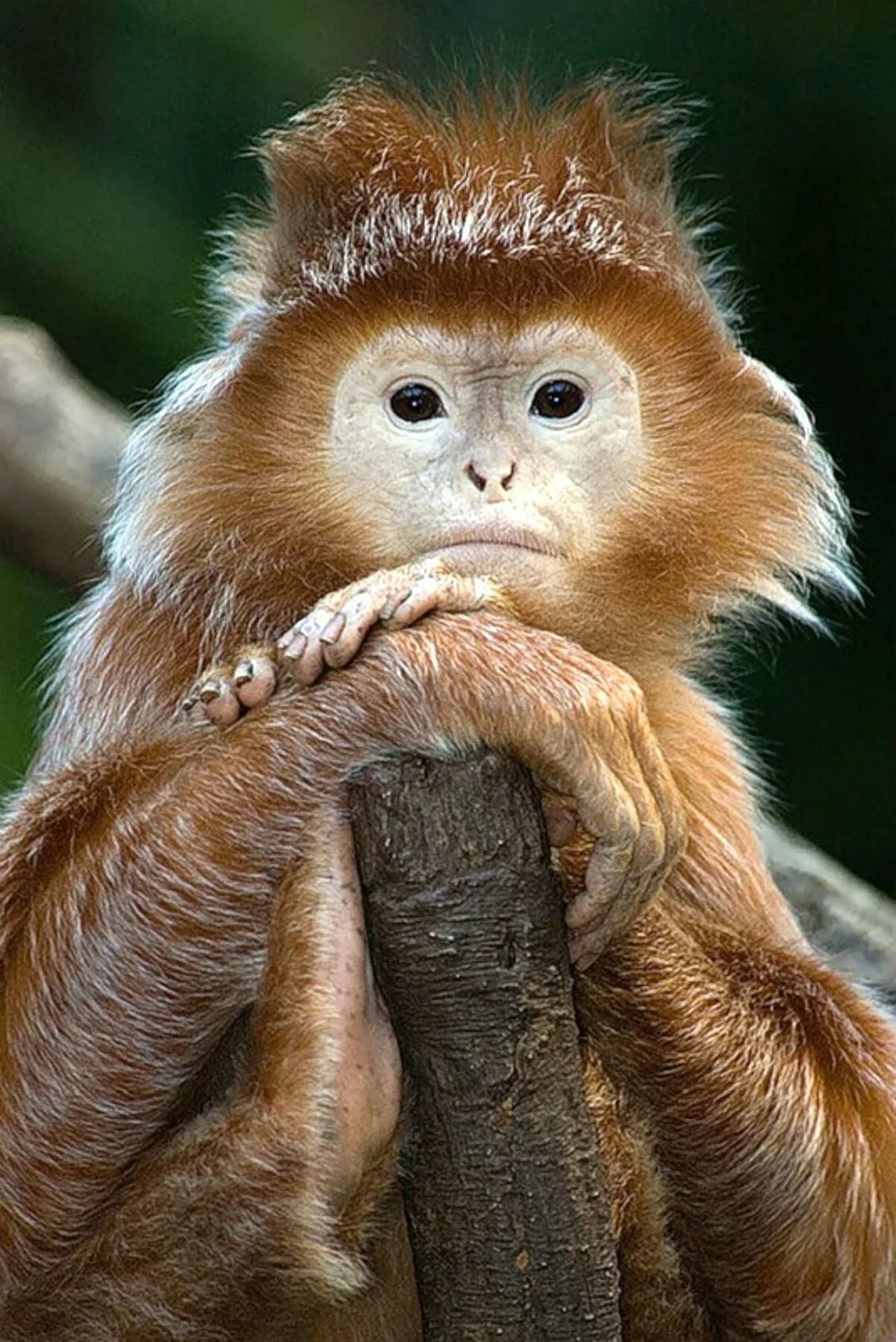 🖼