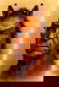 🖼