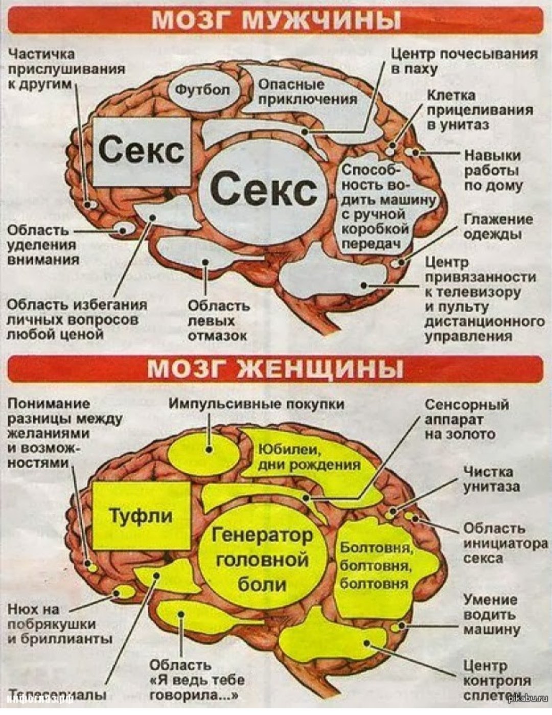 Мозг мужчины