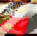 🖼