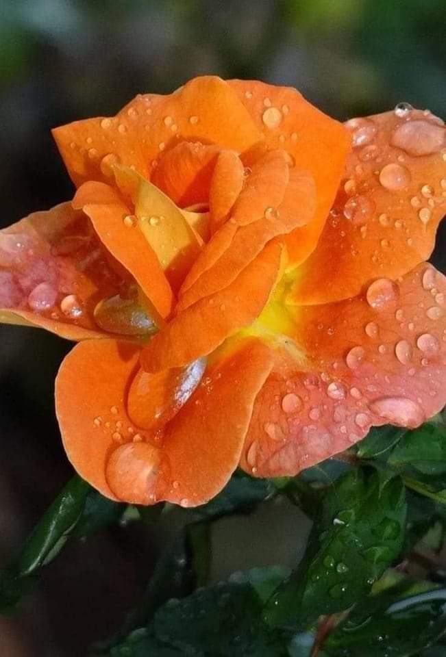 🖼